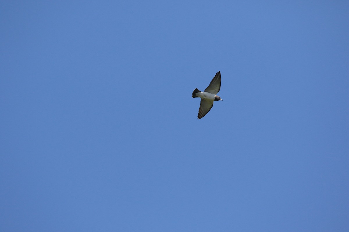 白胸燕鵙 - ML487350591