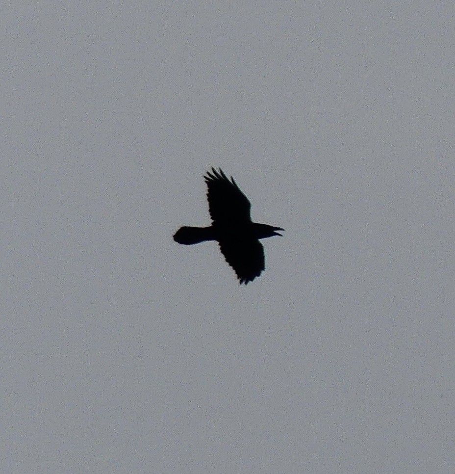 Common Raven - ML487350601