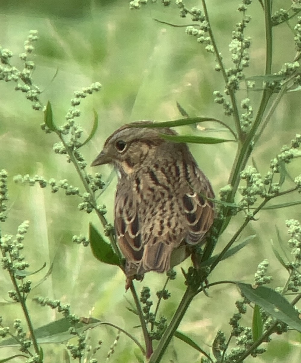 Lincoln's Sparrow - Russell Taylor