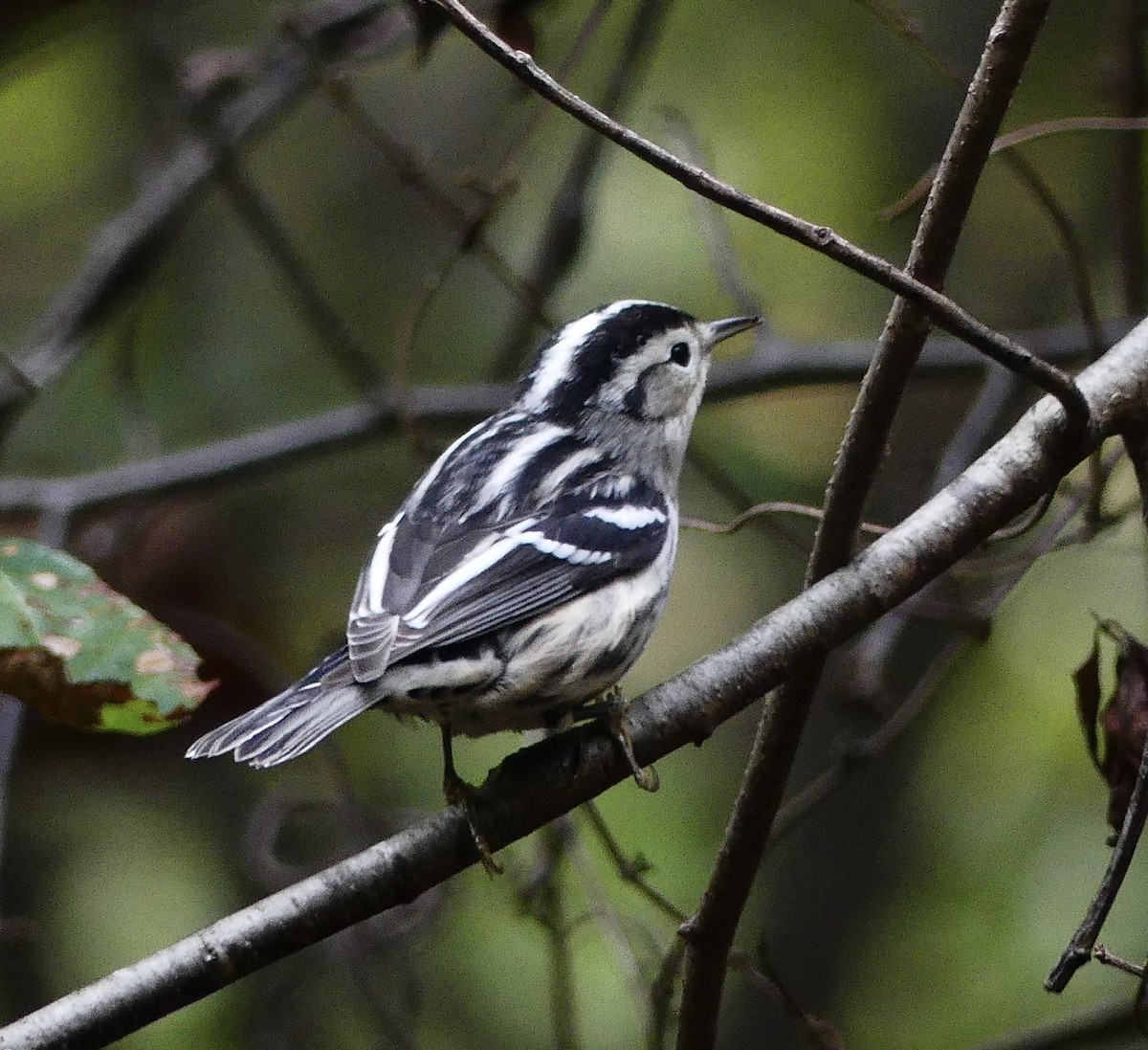 Black-and-white Warbler - ML487351681