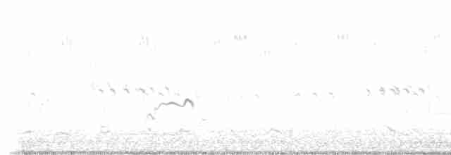 kulík hnědokřídlý - ML487359491