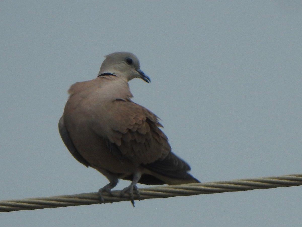 Red Collared-Dove - ML487362611
