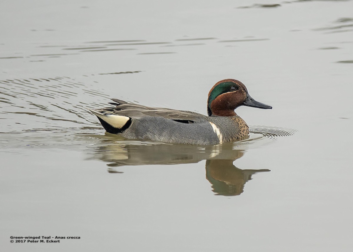 Green-winged Teal - ML48736721