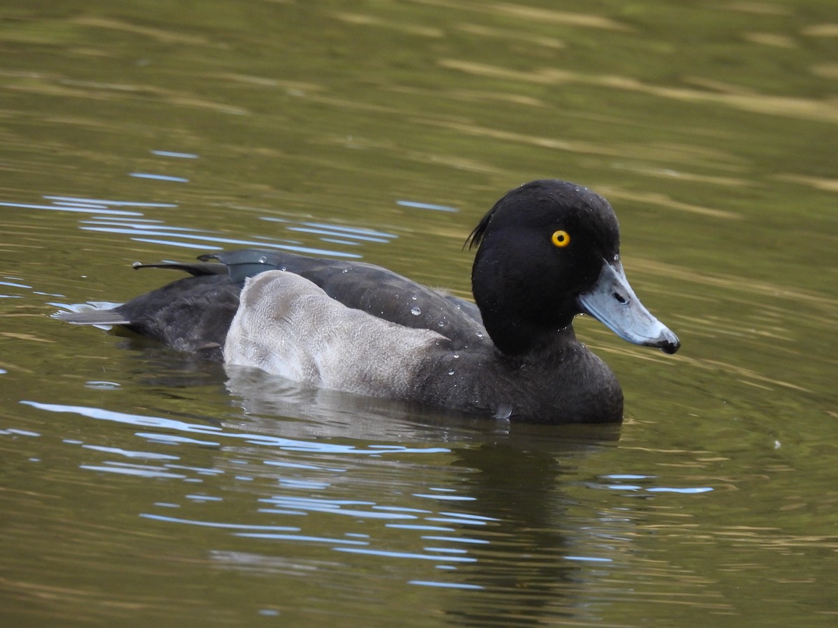 Tufted Duck - ML487384081