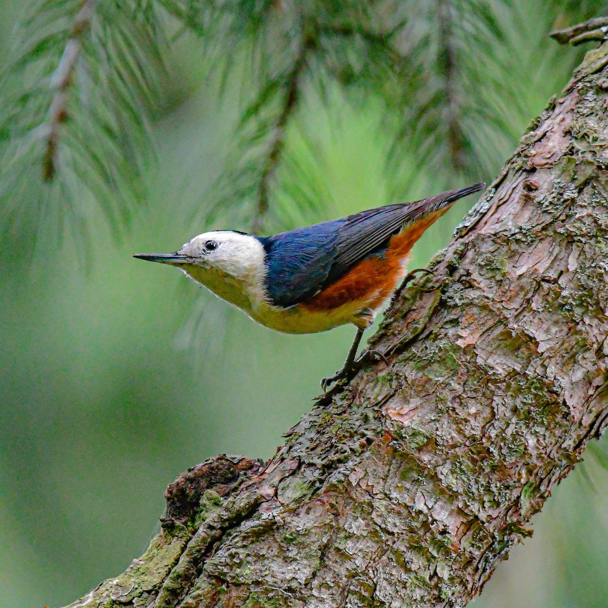 White-cheeked Nuthatch - ML487385751