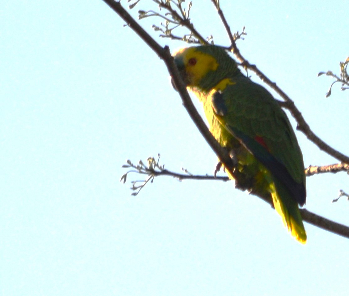 Turquoise-fronted Parrot - ML487392731