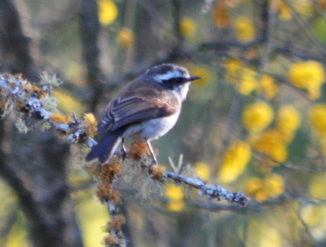 White-browed Chat-Tyrant - ML487392921