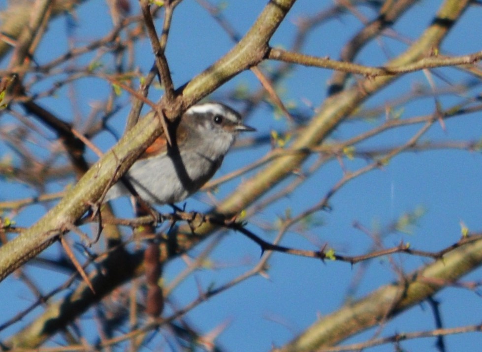 White-browed Chat-Tyrant - ML487392931