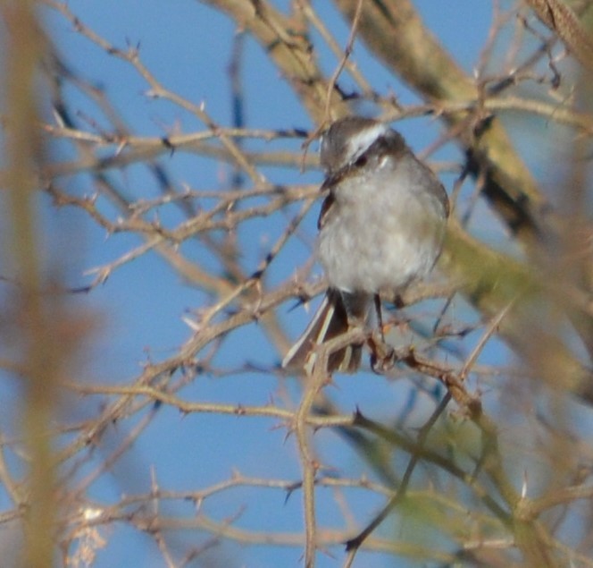 White-browed Chat-Tyrant - ML487392941