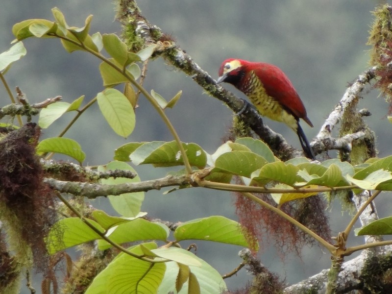 Crimson-mantled Woodpecker - ML48740611