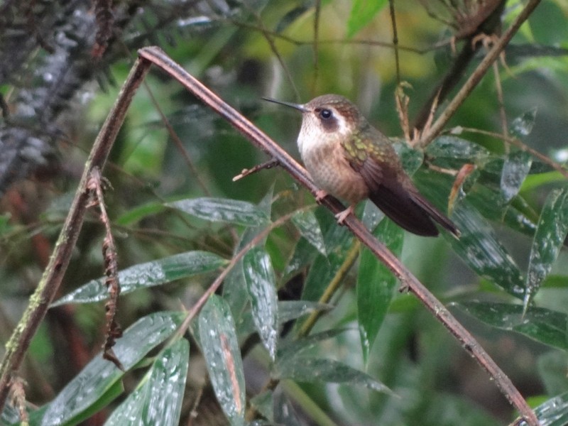 Speckled Hummingbird - ML48740661