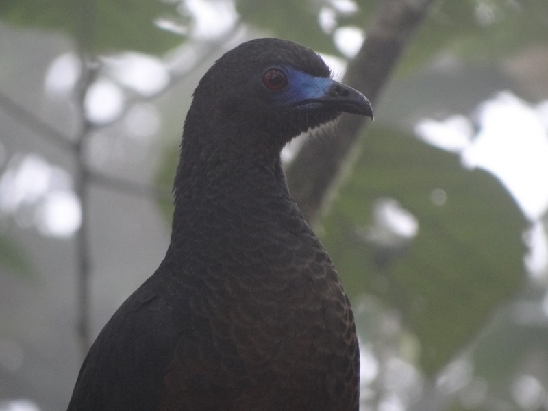Sickle-winged Guan - Catherine McFadden