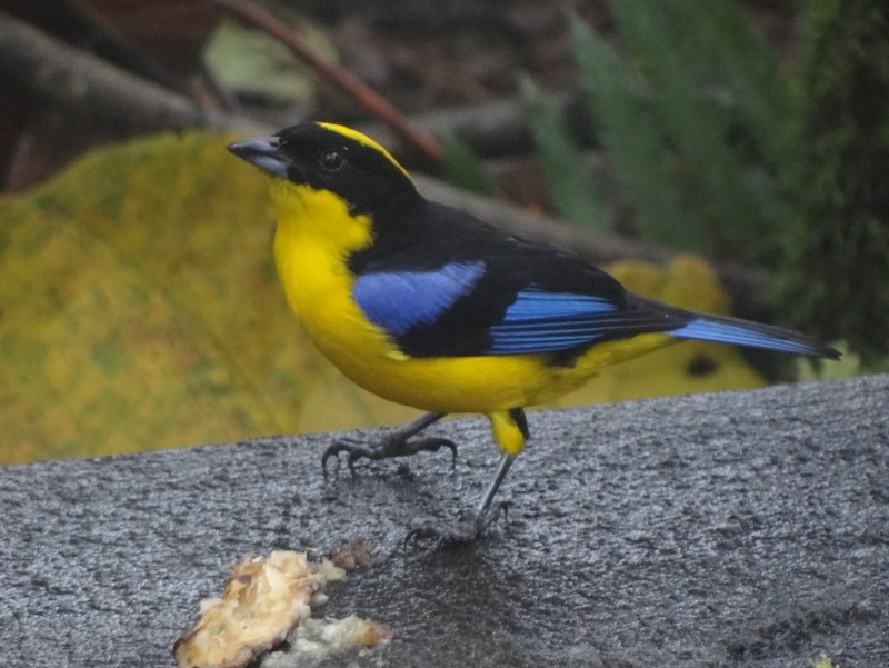 Blue-winged Mountain Tanager - ML48740941