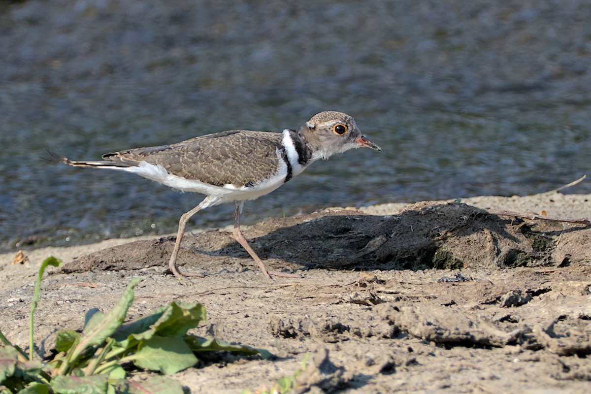Three-banded Plover - ML487409691