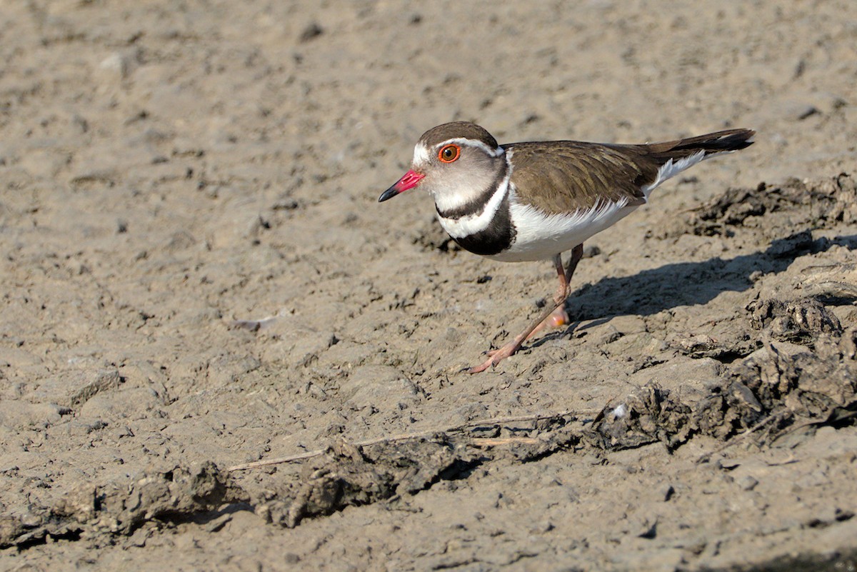 Three-banded Plover - ML487409701