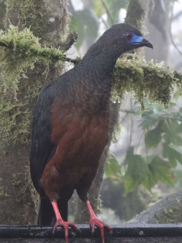 Sickle-winged Guan - ML48741171