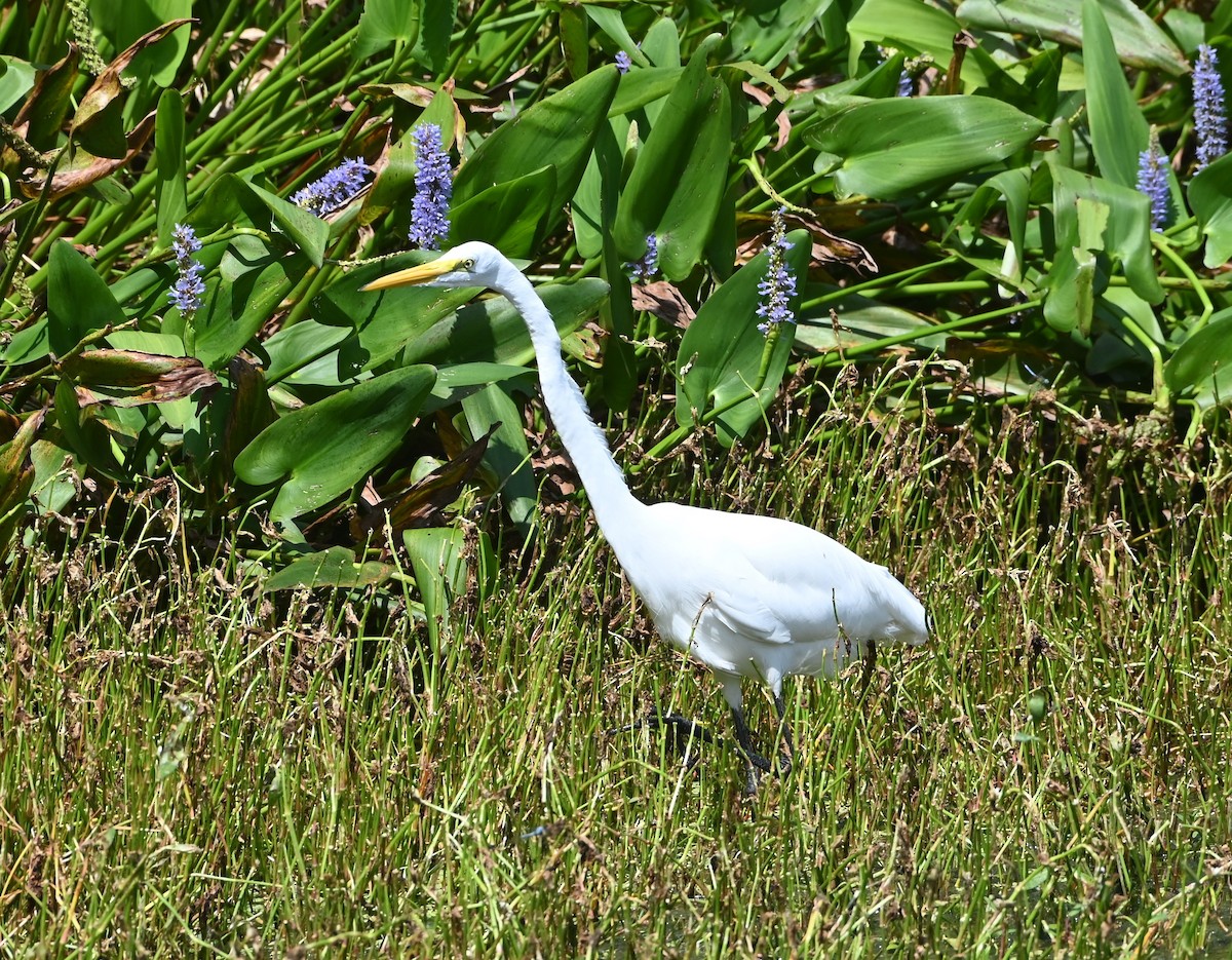 eBird Checklist - 21 Sep 2022 - Houston Arboretum and Nature Center ...
