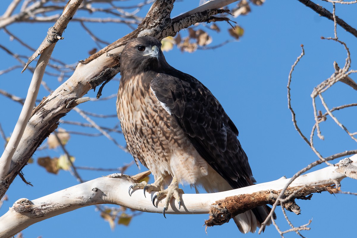 Red-tailed Hawk - ML487419001