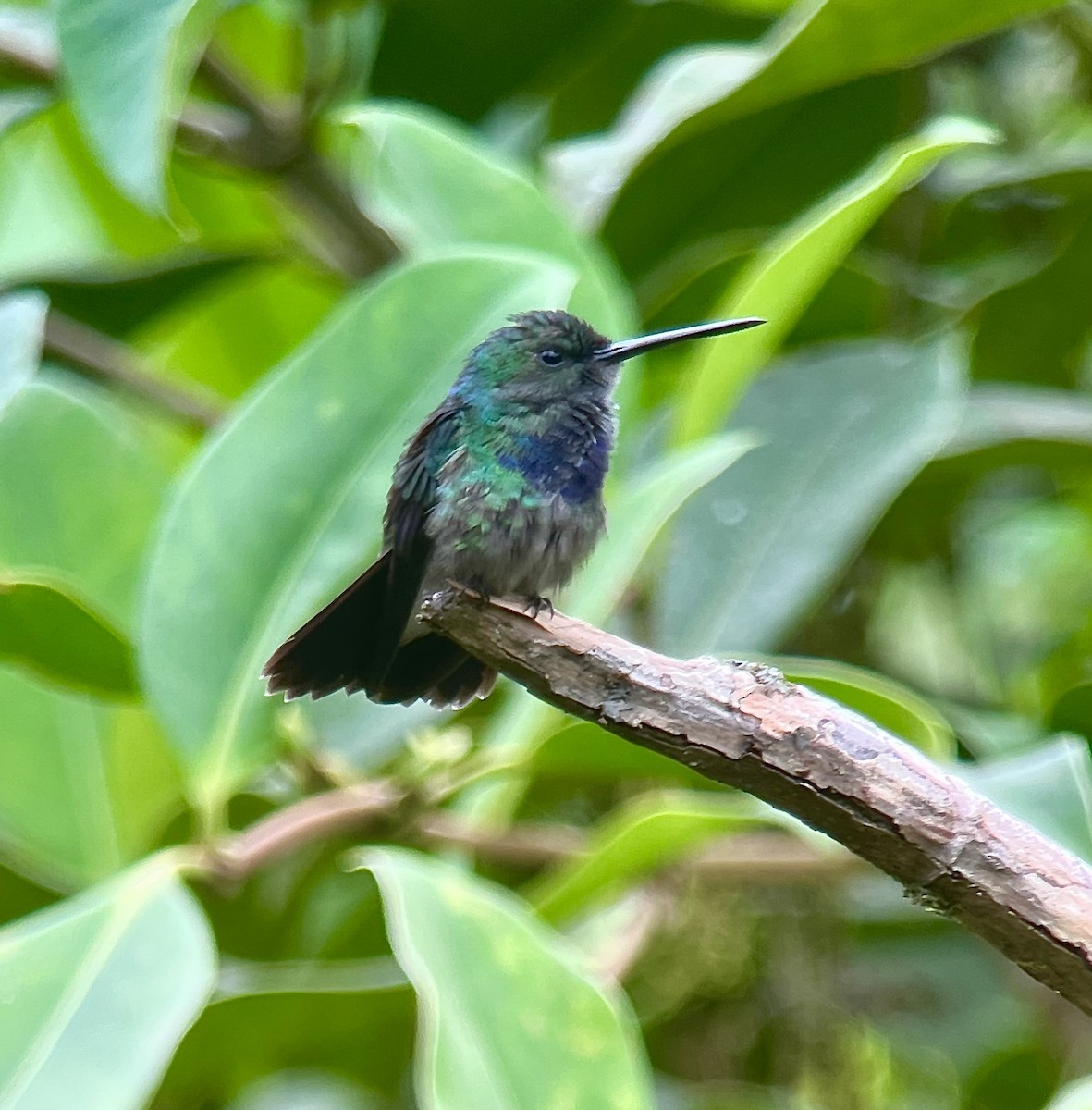 Blue-chested Hummingbird - ML487419531