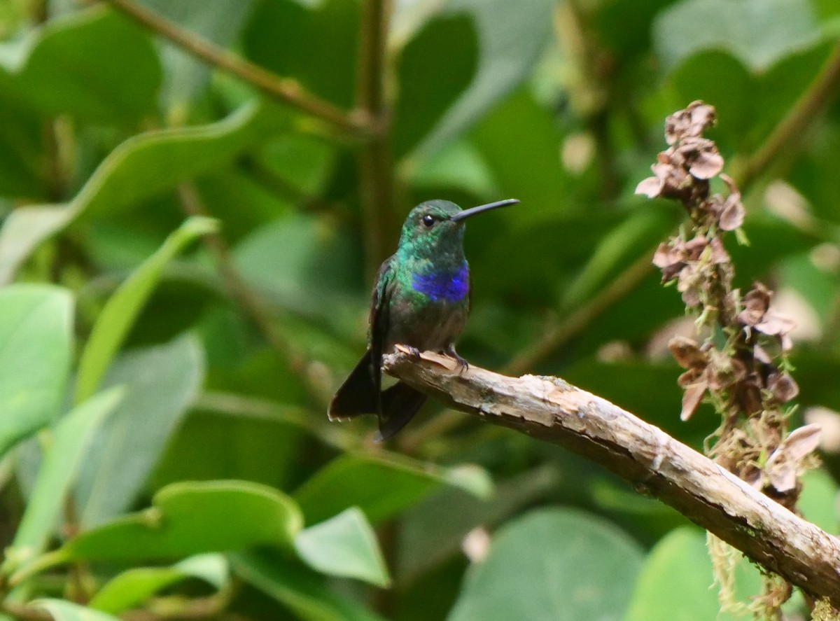Blue-chested Hummingbird - ML487419541