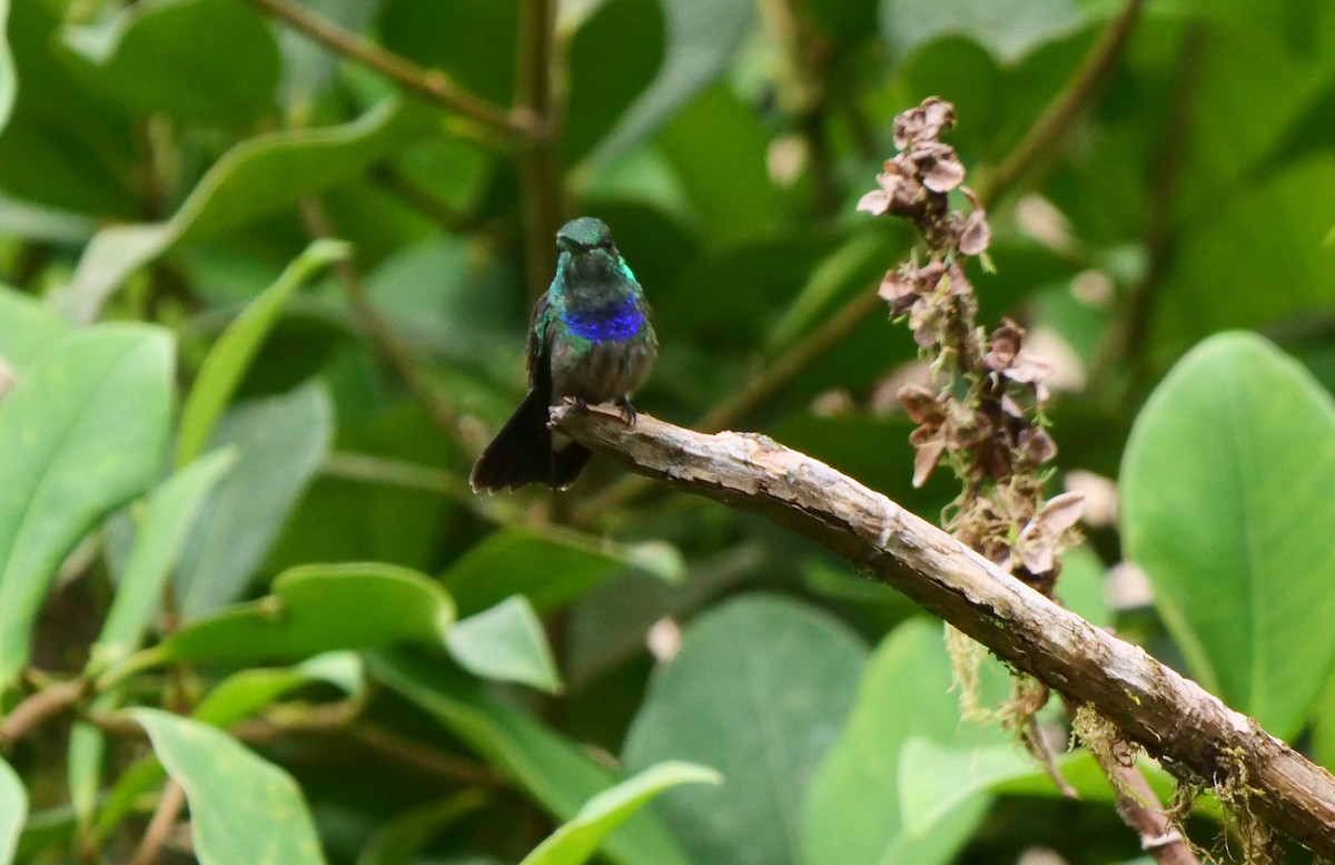 Blue-chested Hummingbird - ML487419551