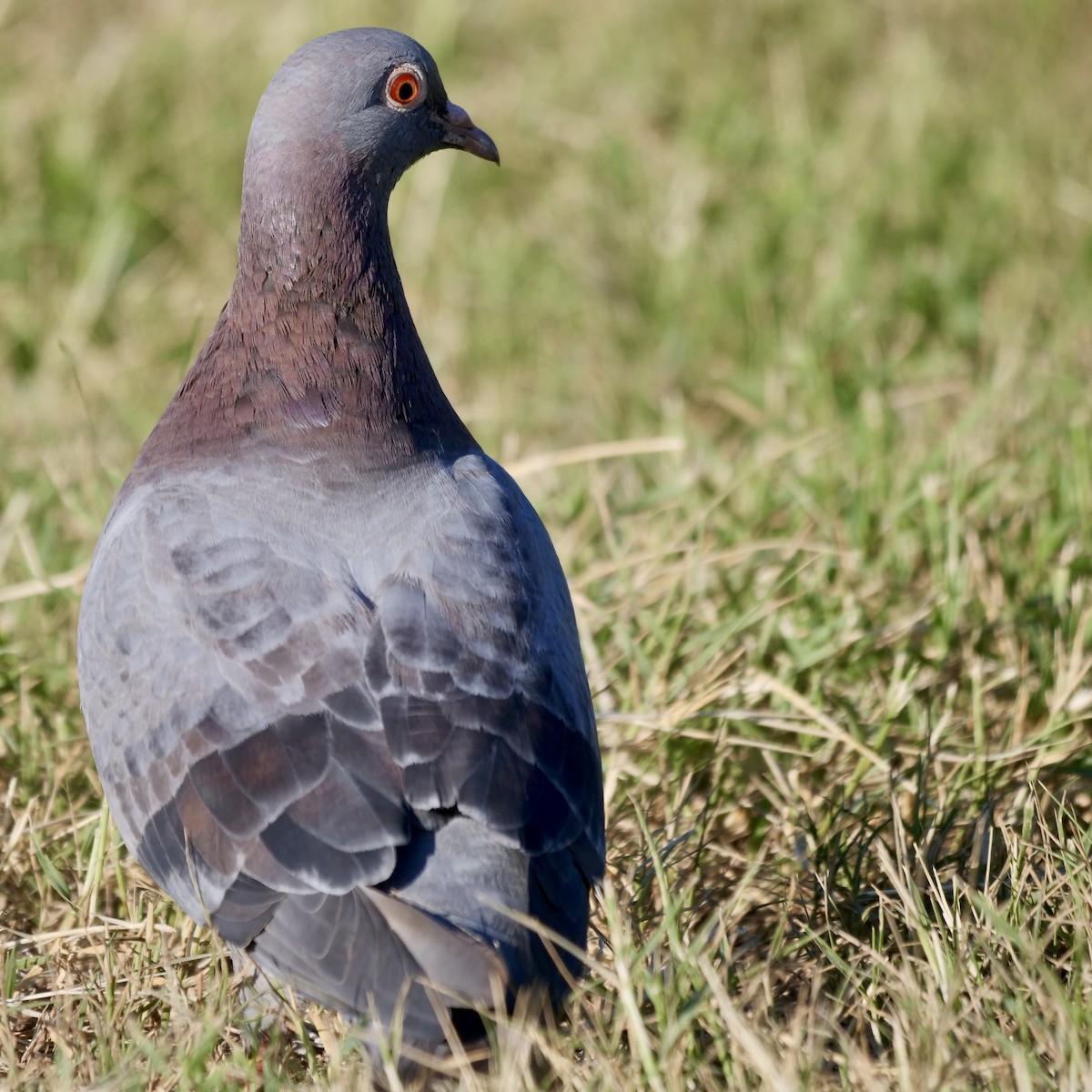 Rock Pigeon (Feral Pigeon) - ML487419911