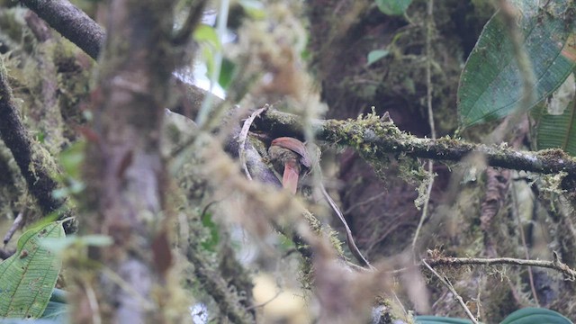 Red-faced Spinetail - ML487420731