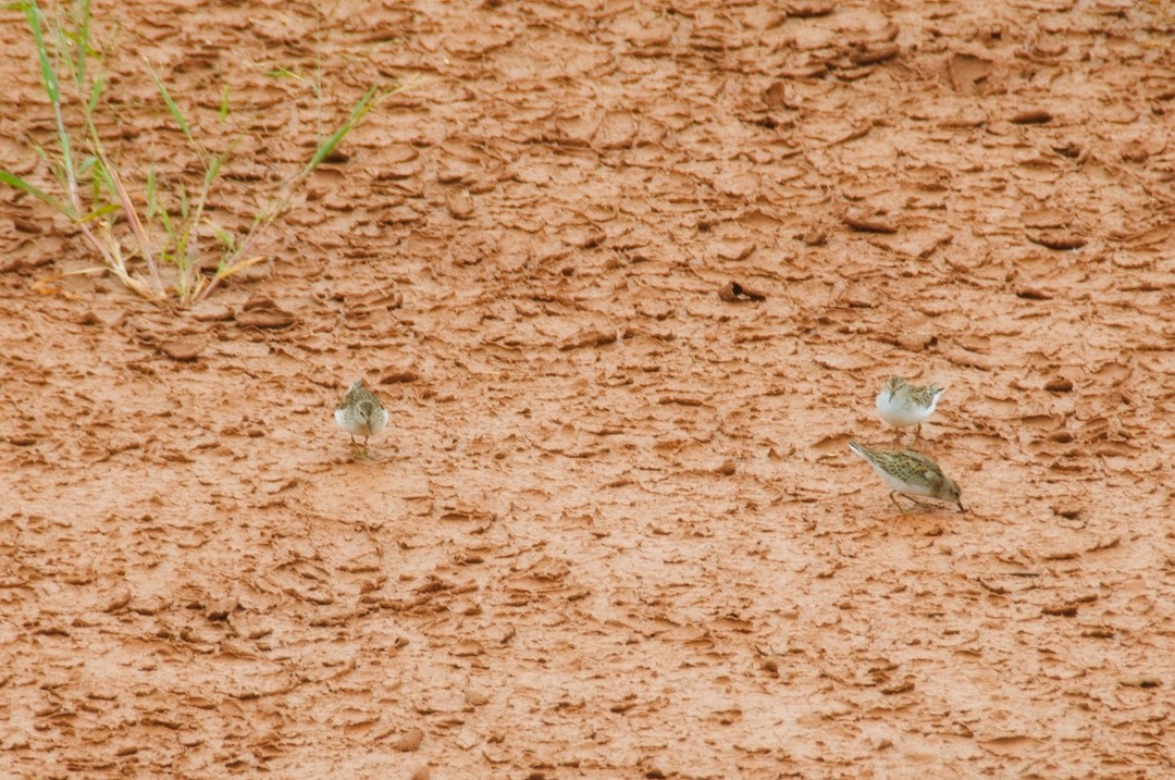 eBird Checklist 25 Sep 2022 8841 Willowbrook Road, Frederick
