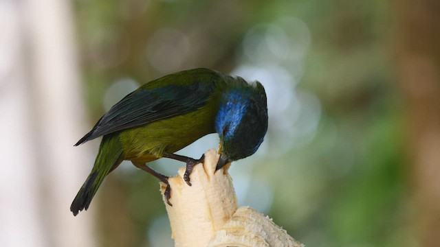 Moss-backed Tanager - ML487421701