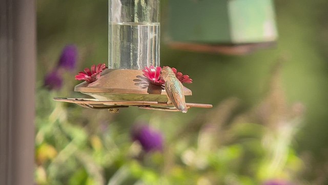 Rufous Hummingbird - ML487422051