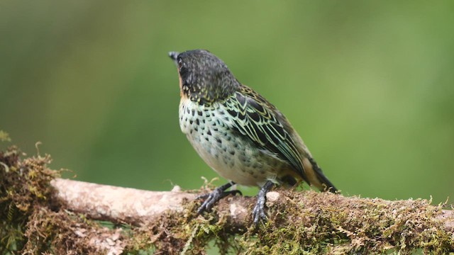 Rufous-throated Tanager - ML487422211