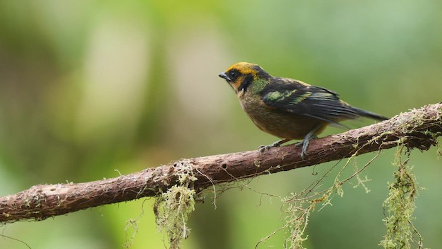 Flame-faced Tanager - ML487422631