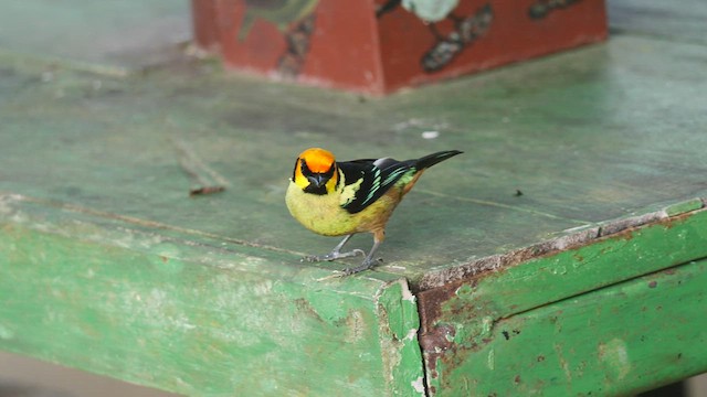 Flame-faced Tanager - ML487422661
