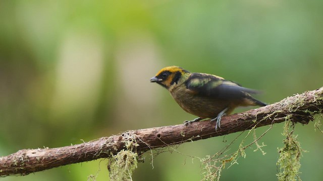 Flame-faced Tanager - ML487422681