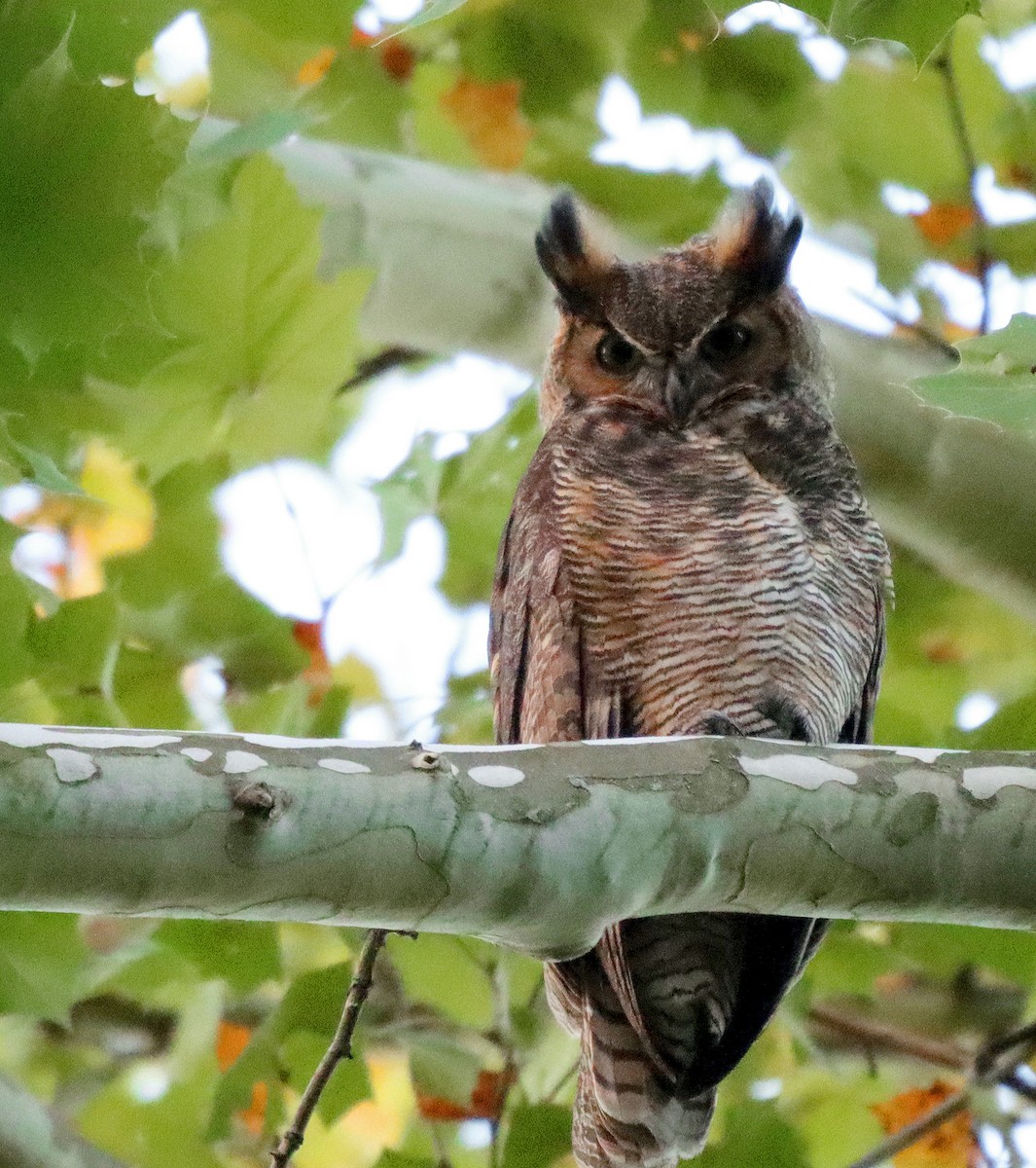 Great Horned Owl - ML487427851