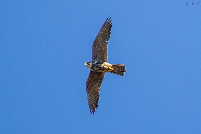 Completing Second Prebasic Molt (subspecies <em class="SciName notranslate">subbuteo</em>). - Eurasian Hobby - 