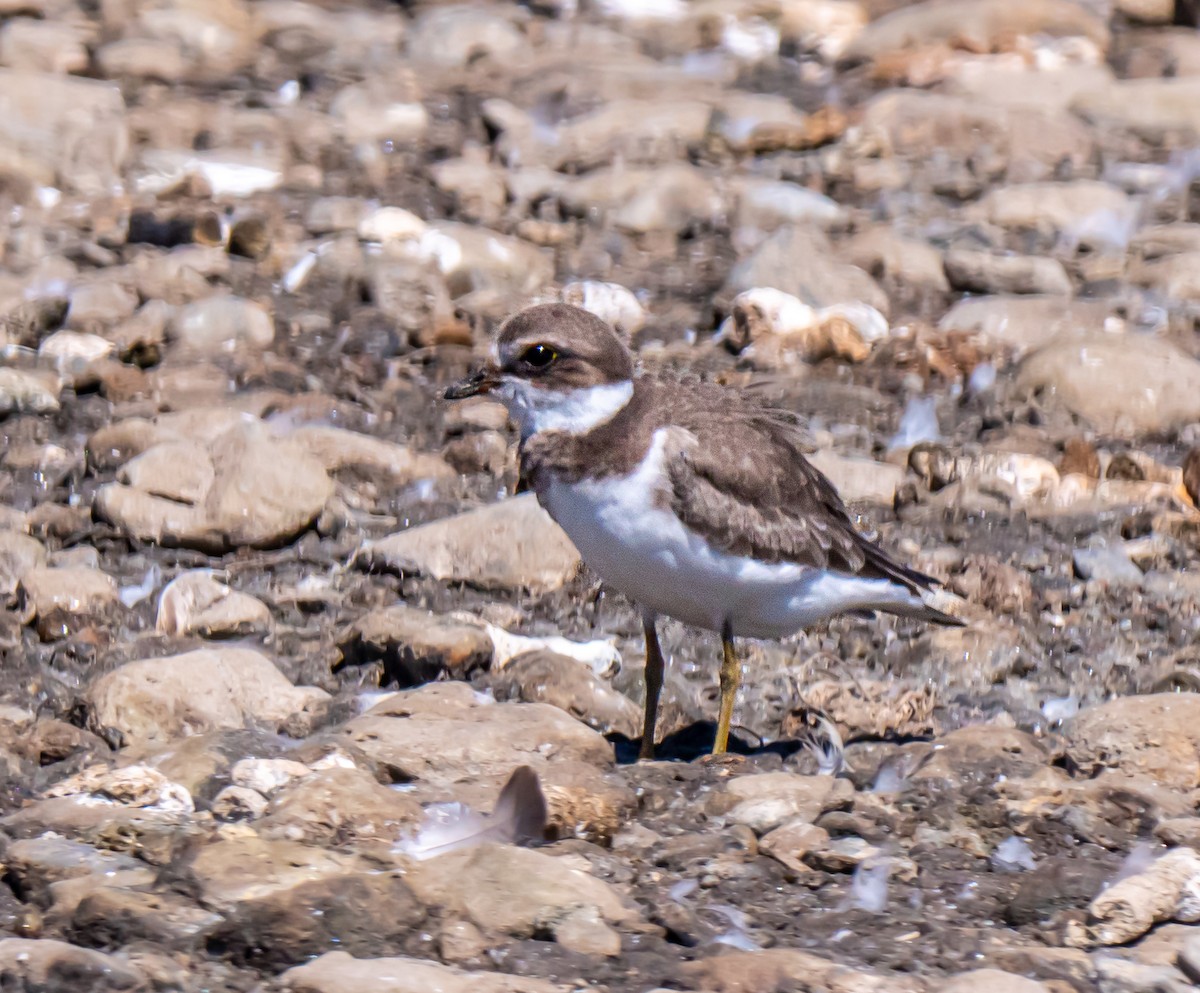Semipalmated Plover - ML487437741