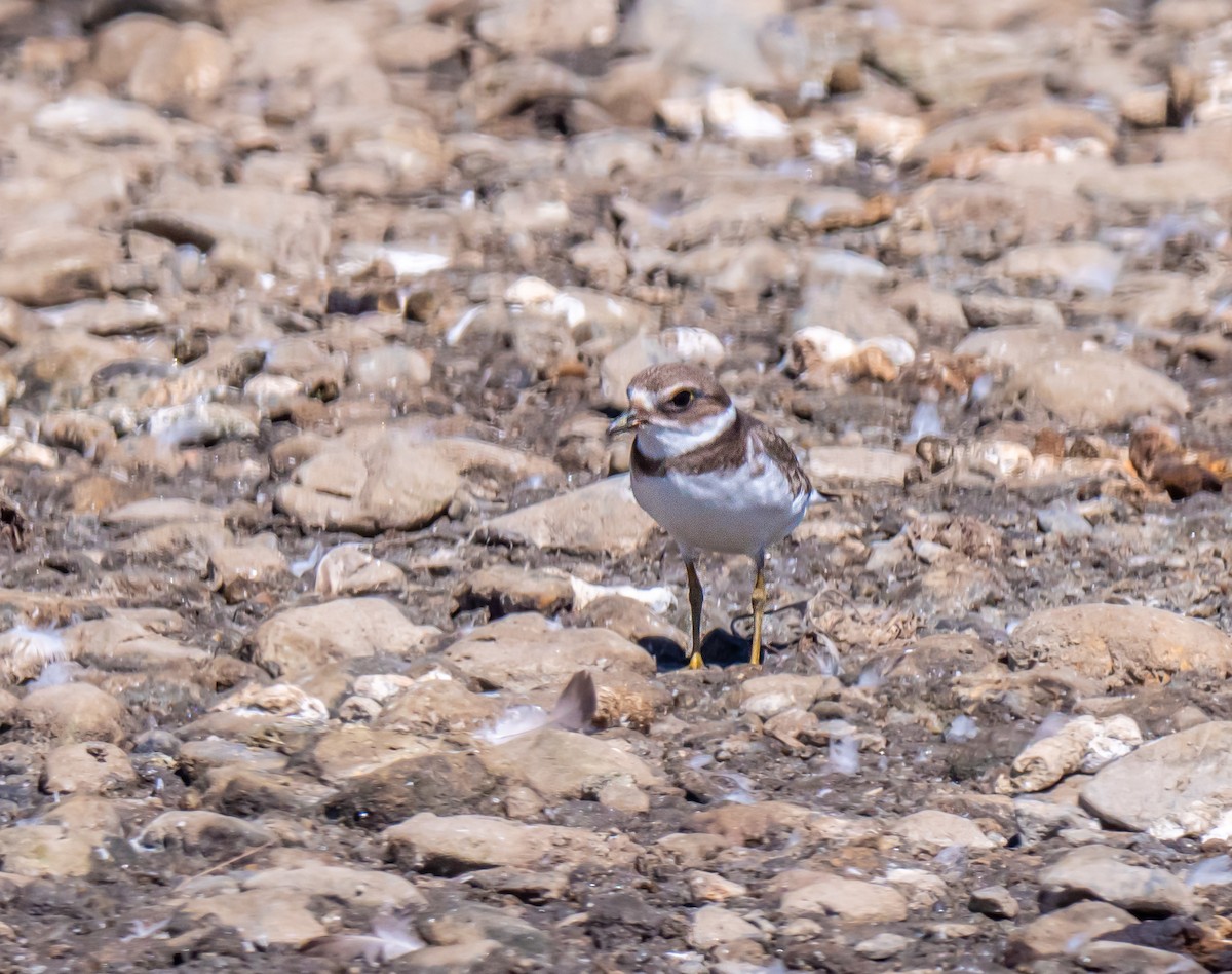 Semipalmated Plover - ML487437751