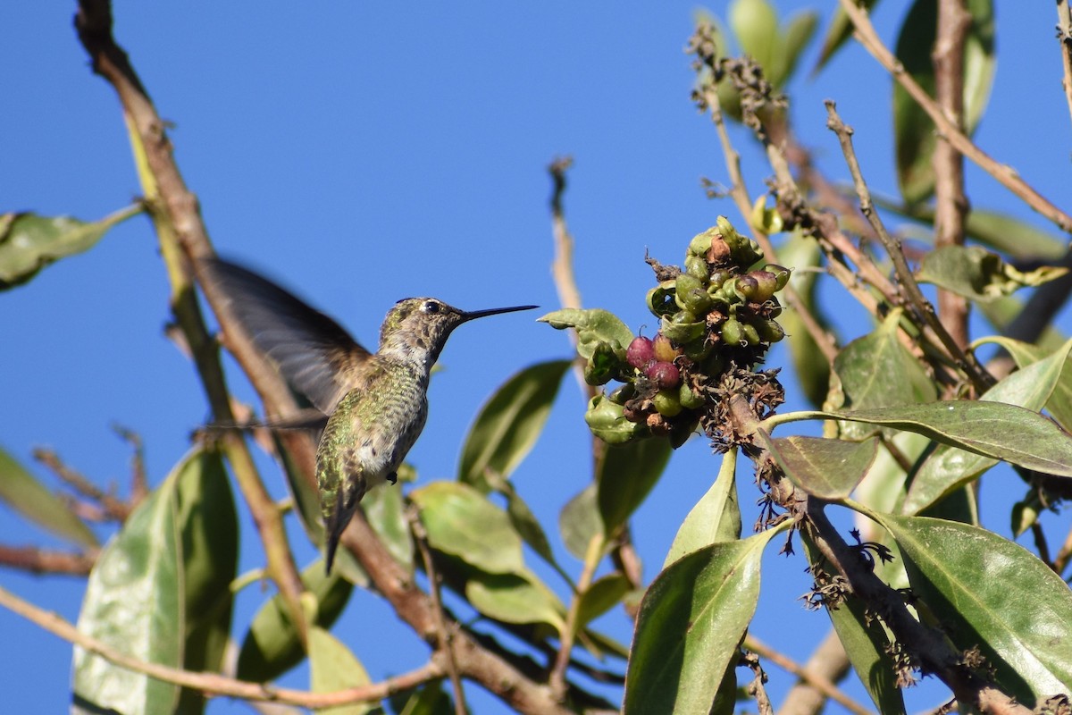 Anna's Hummingbird - ML487441031