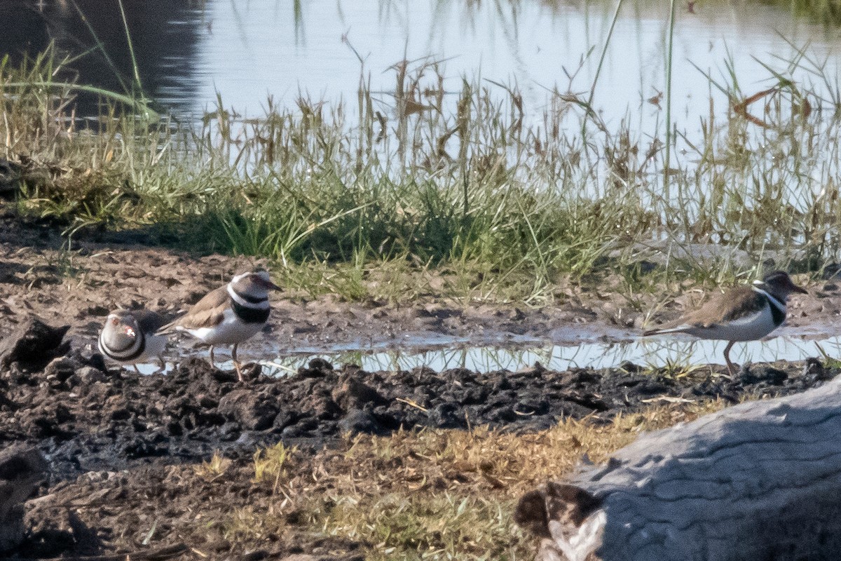 Three-banded Plover - ML487443491