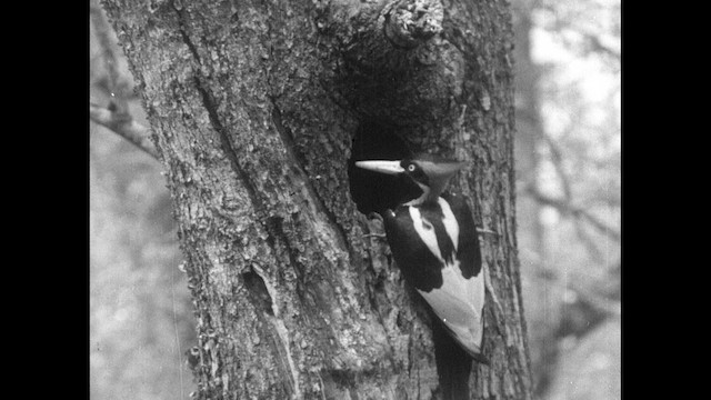 Ivory-billed Woodpecker (Northern) - ML487447