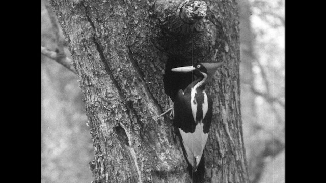 Ivory-billed Woodpecker (Northern) - ML487448