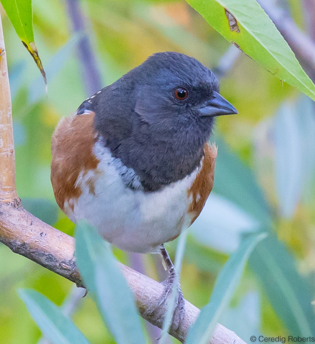 Spotted Towhee - ML487448581