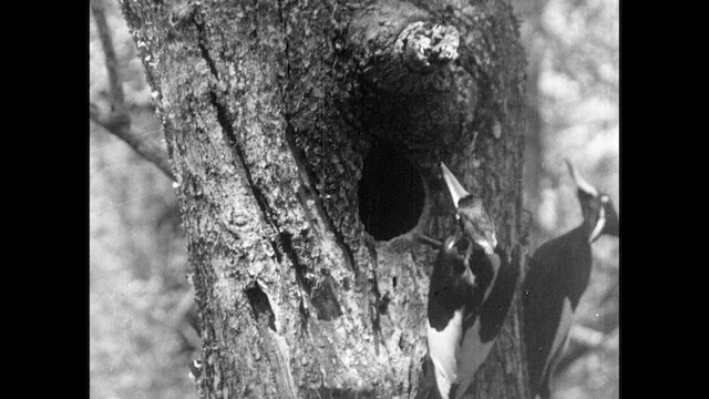 Ivory-billed Woodpecker (Northern) - ML487450