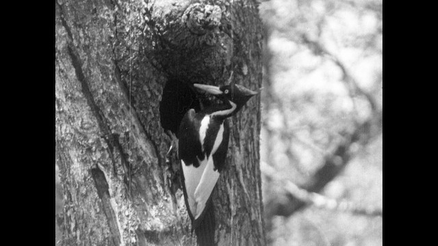 Ivory-billed Woodpecker (Northern) - ML487451