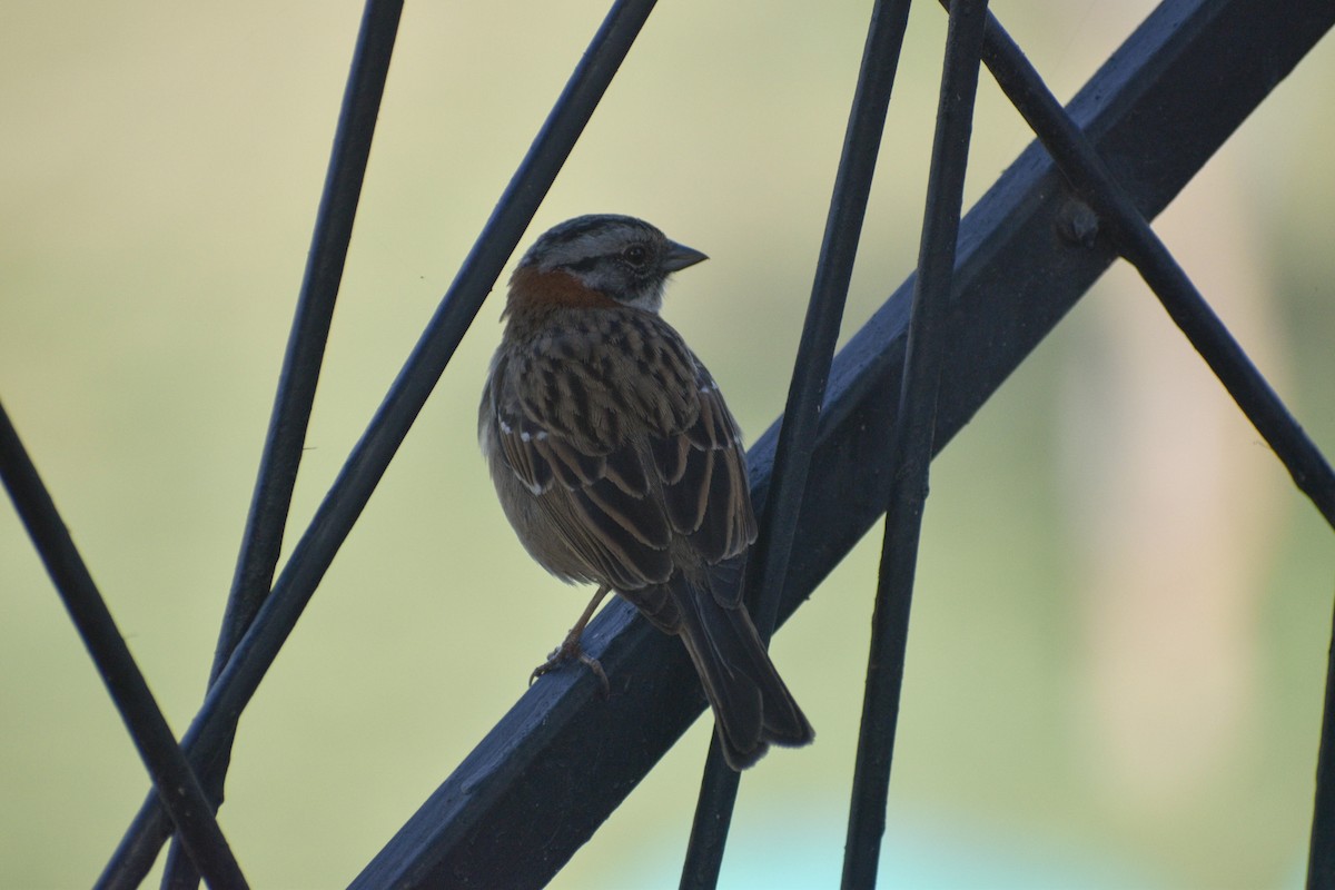 Rufous-collared Sparrow - ML487463121