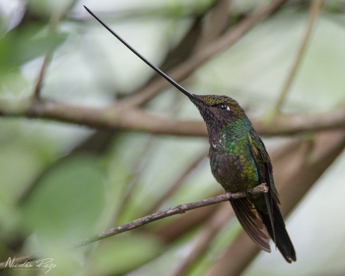 Sword-billed Hummingbird - ML487465661