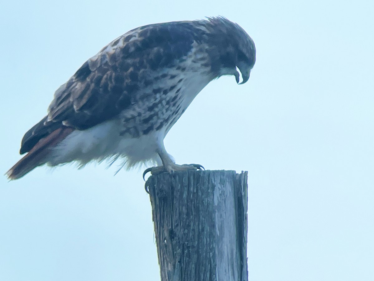 Red-tailed Hawk (borealis) - ML487470731