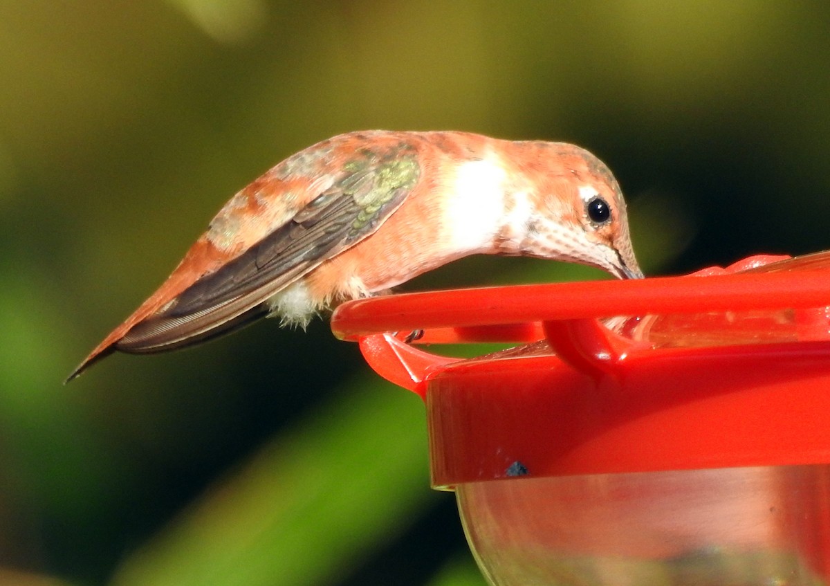 Rufous Hummingbird - Missy Bowen