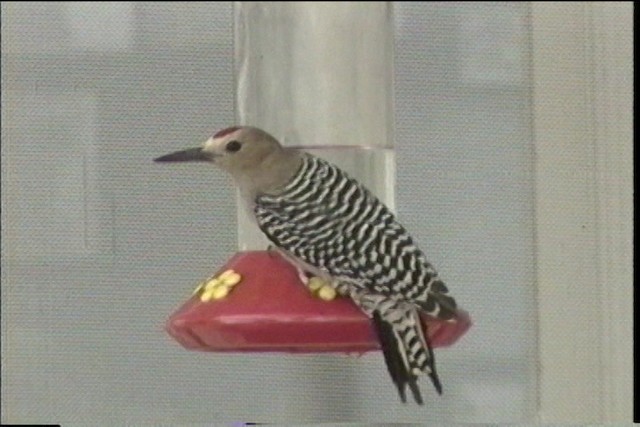 Gila Woodpecker - ML487472